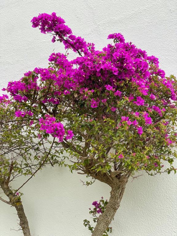 Fewo Cesar Manrique - Albufeira, Portugal 外观 照片